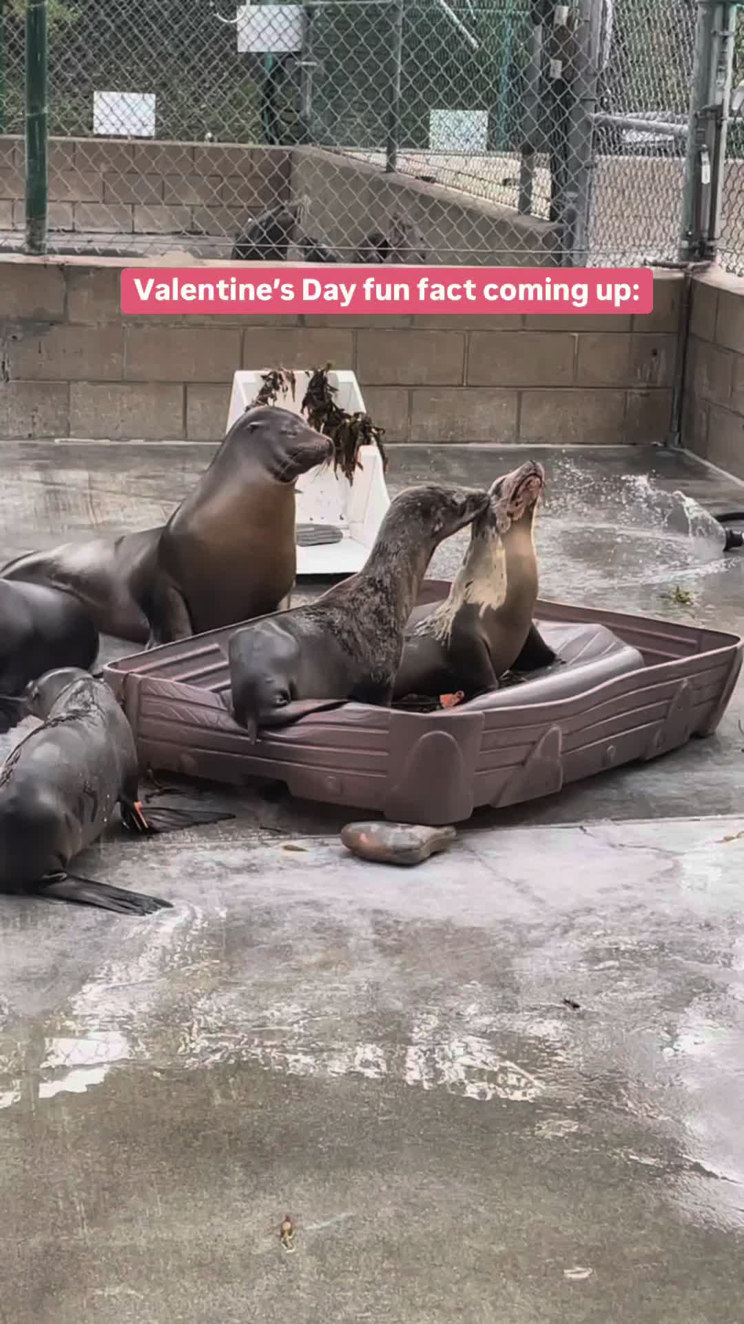 @Marine Mammal Care
