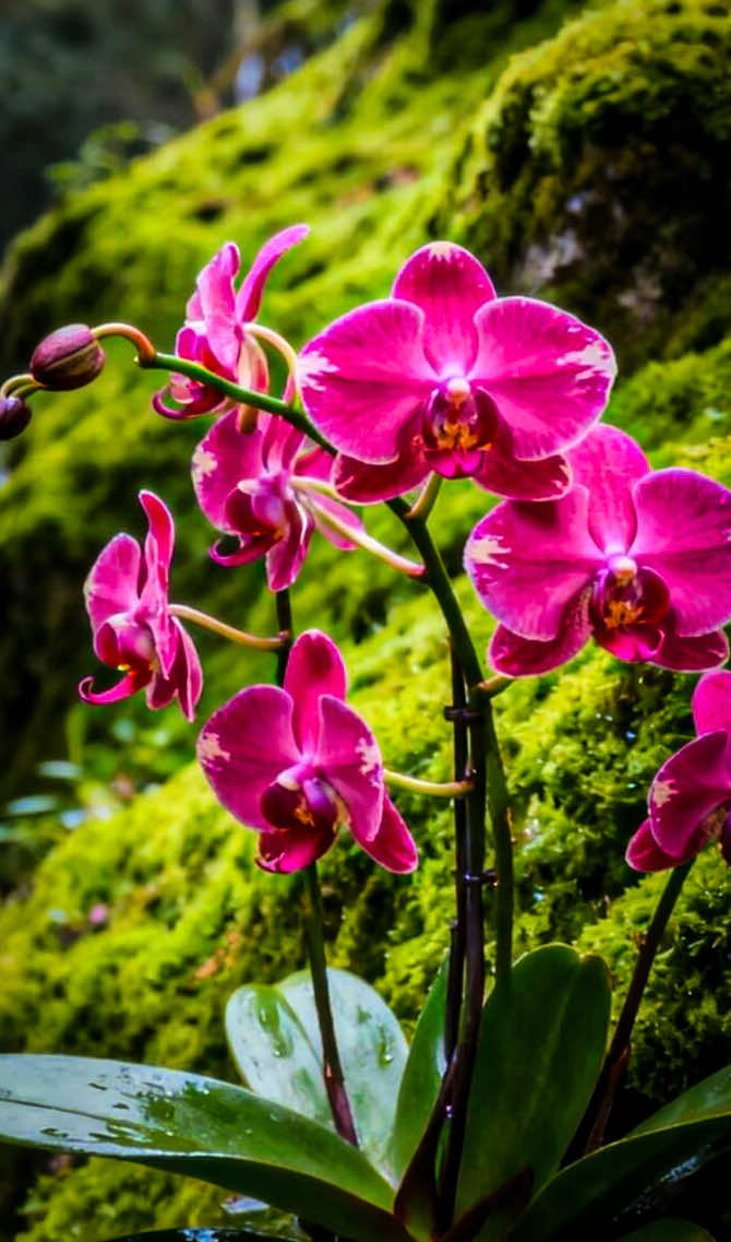 @𝑻𝒂̂𝒏 𝑻𝒉𝒊