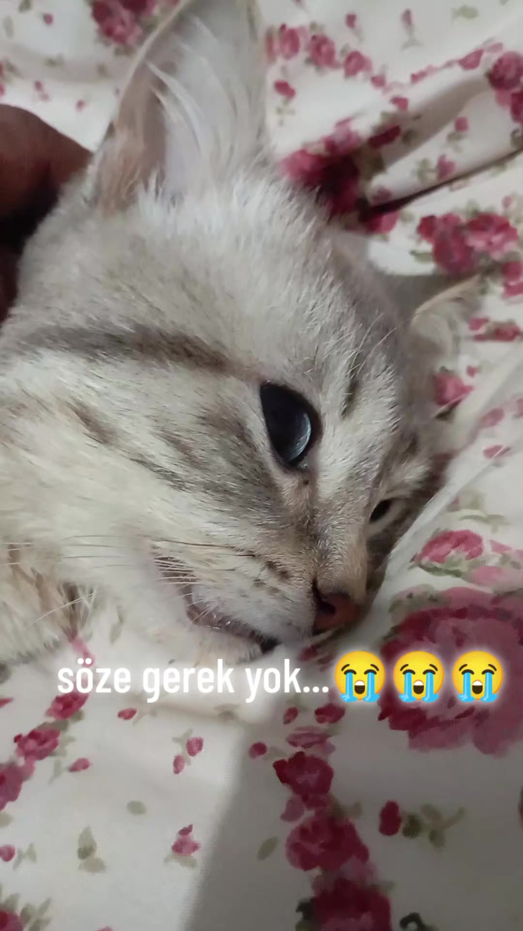 @&ccedil;amur