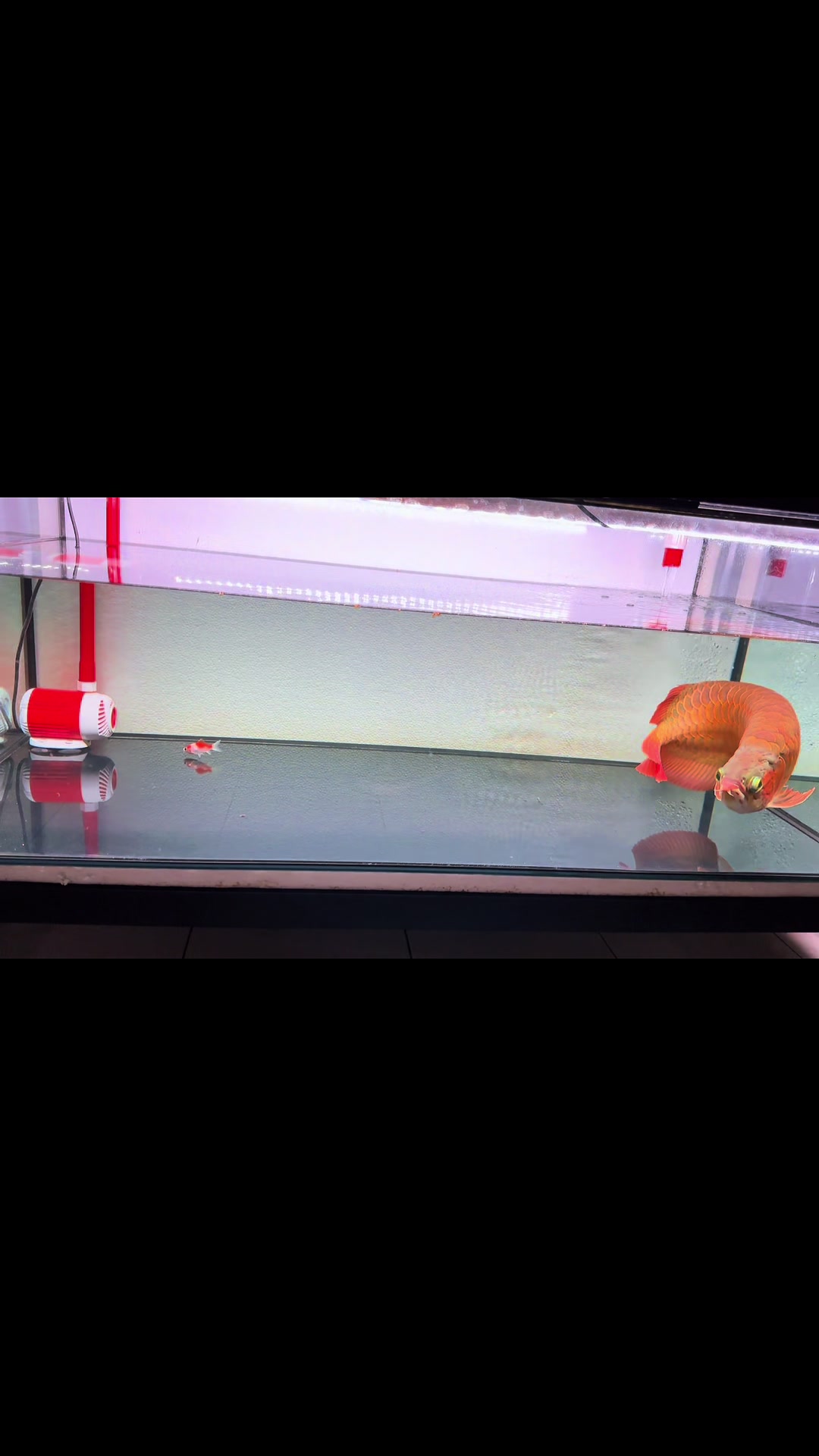 @MK AROWANA SPECIALIST