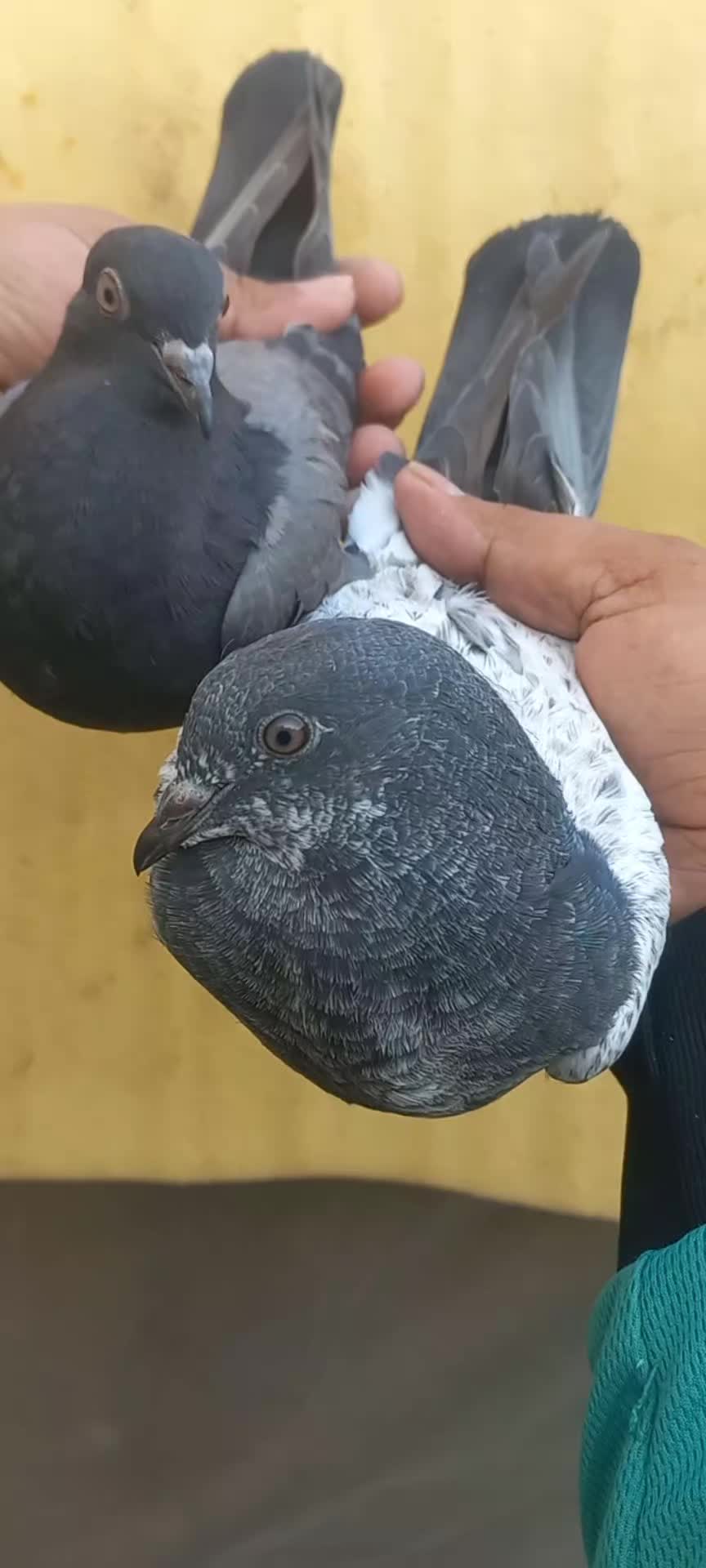 @Ranakasuripigeon