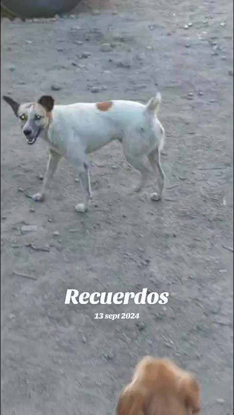 @🪽🌻🪽KokitoviralLlegotuex🌻🐶