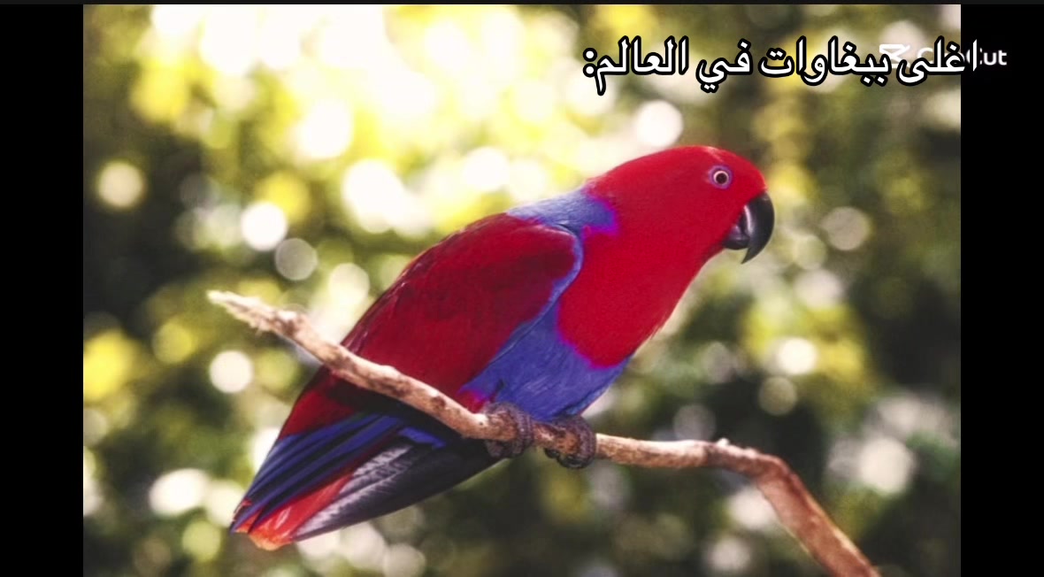 @MEKASA_7٠2🧣