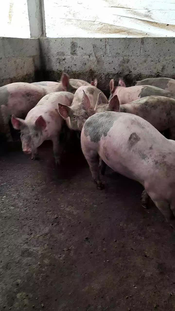 @Saulo Past&eacute;n Jr