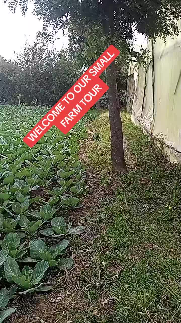 @wambuku thefarm empress