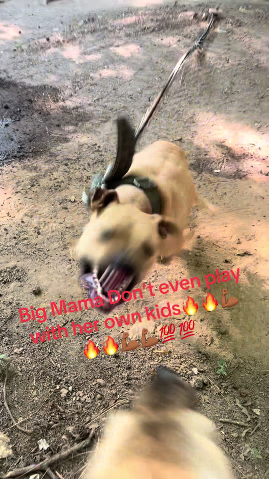 @MoneyTalkKennels