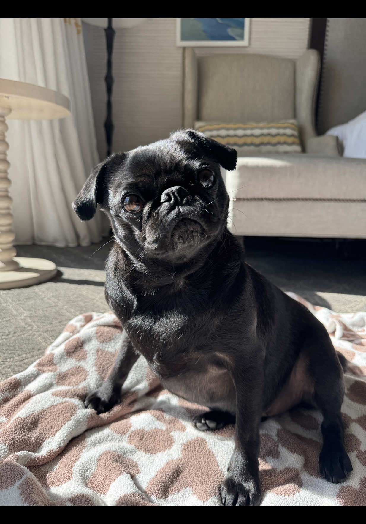 @Thedistracteddogmom