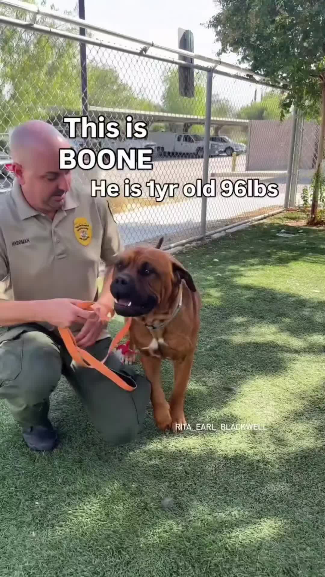 @Cane Corsos