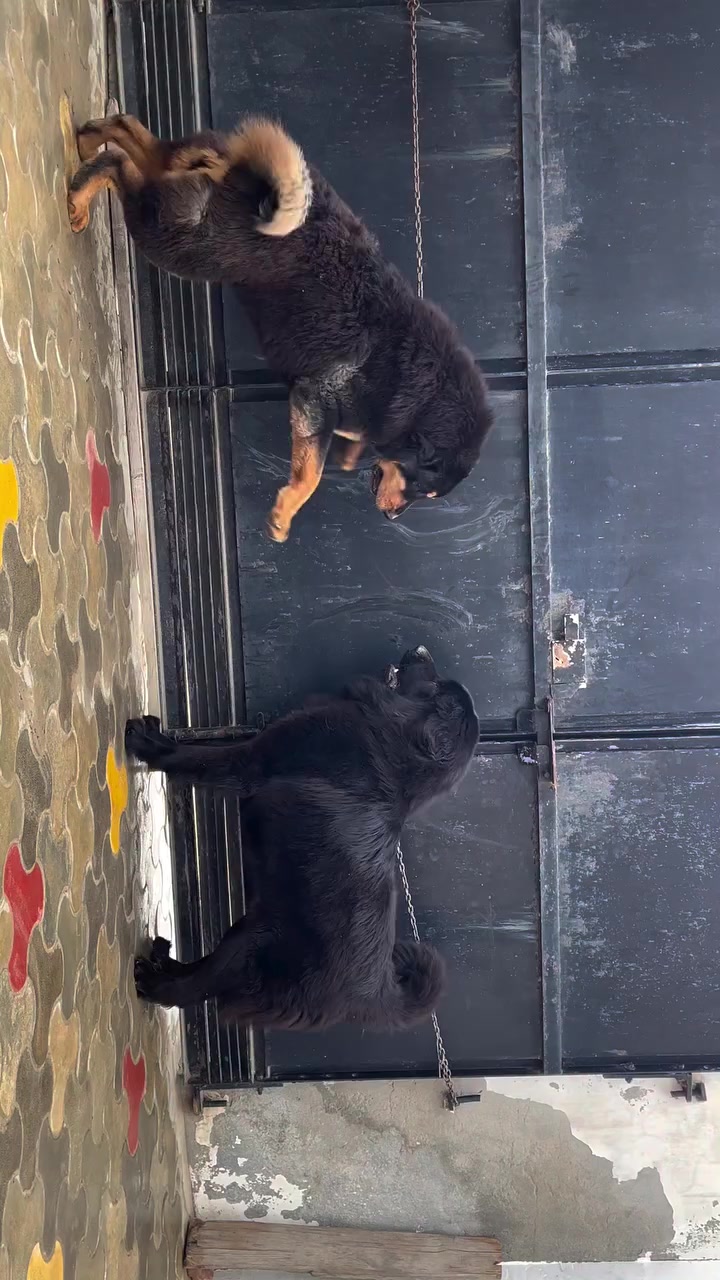 @Kashmiri_Bakrwal_Dog