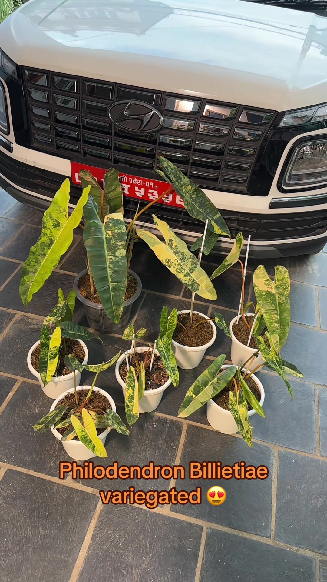 @Plantlife50