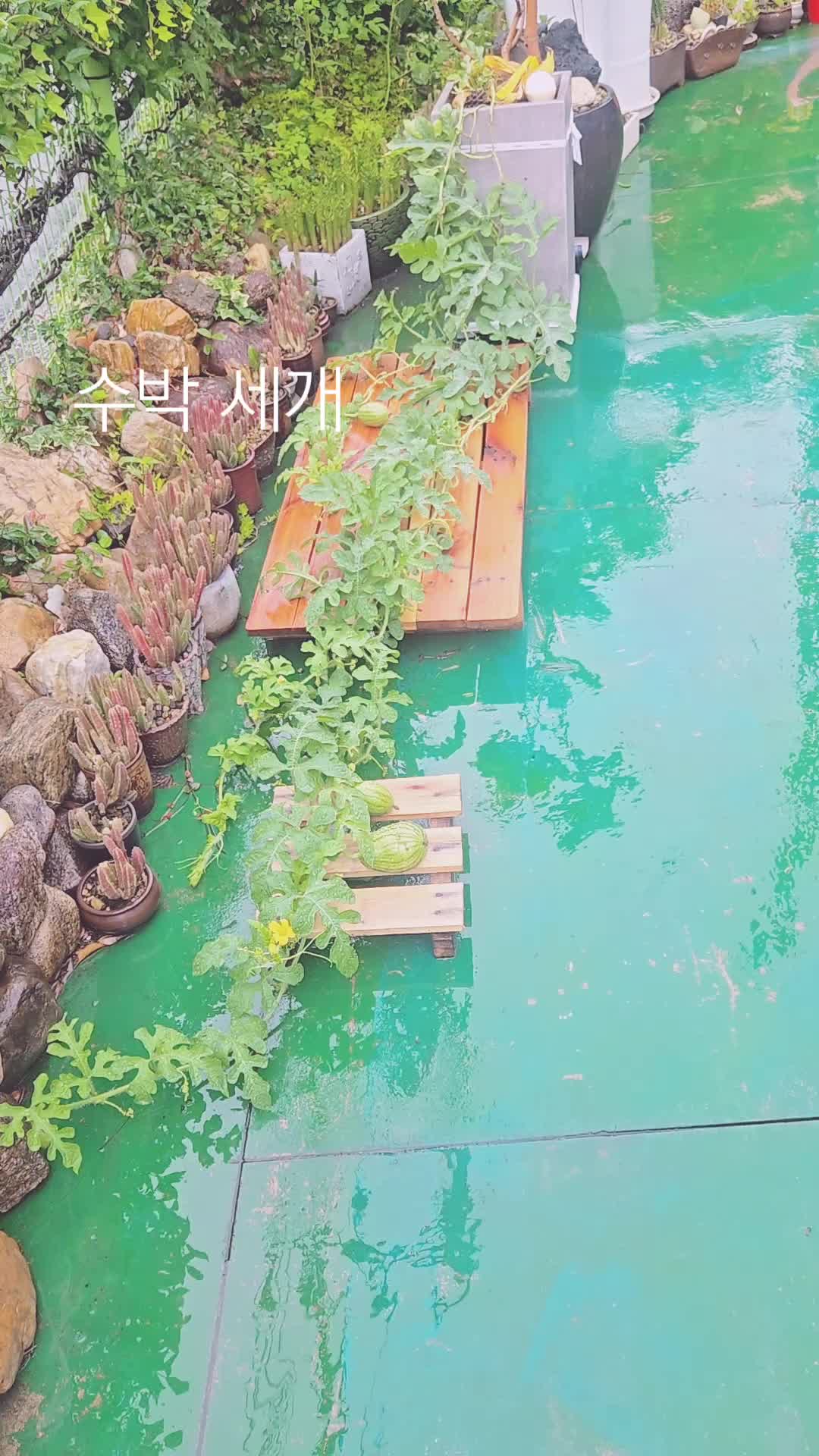 @백조 ~고상하고 우아하게 살자 ❤️ (김교흠)