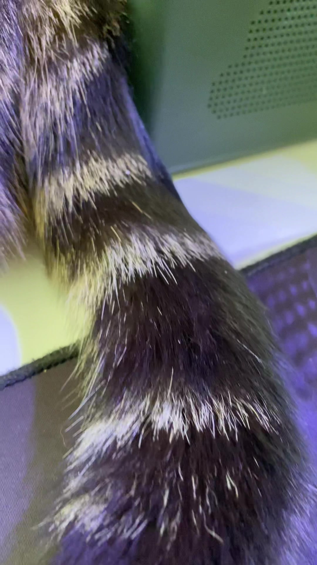 @PawsAndClaws