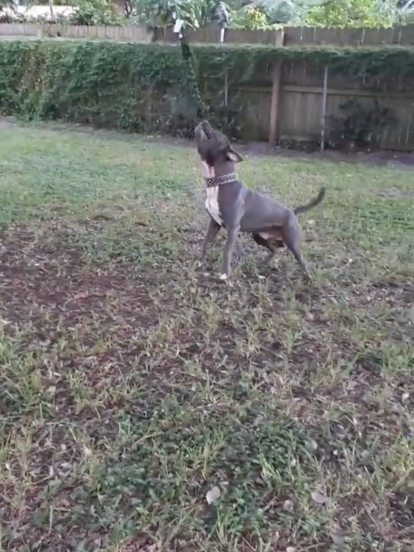 @Just Loko 🐶🐕😍