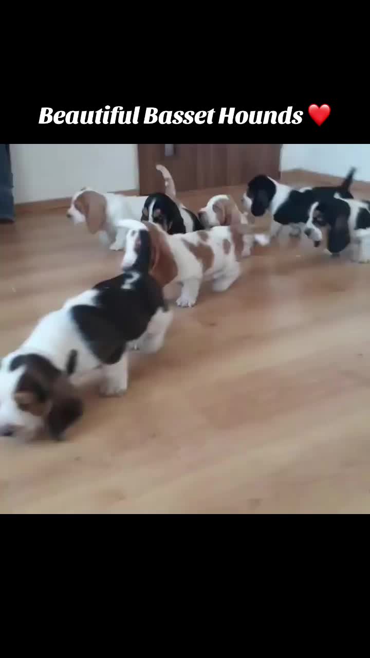 @Home Of All Basset Hound Pups