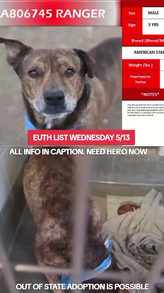 @@rescuedogs911