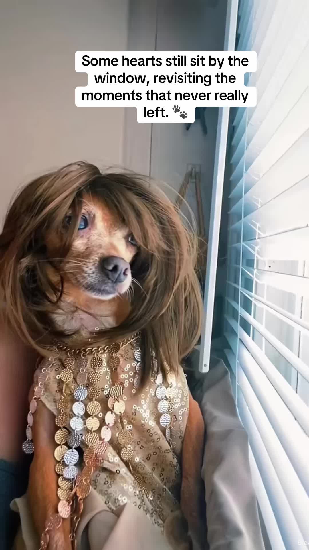 @_roxy_the_chihuahua