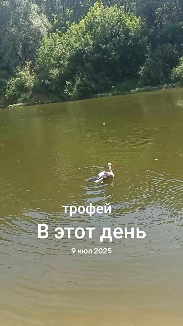 @Роман