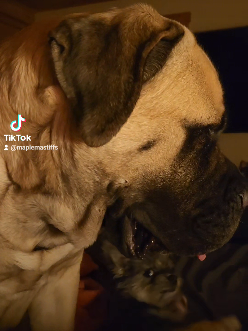 @Maple Mastiffs