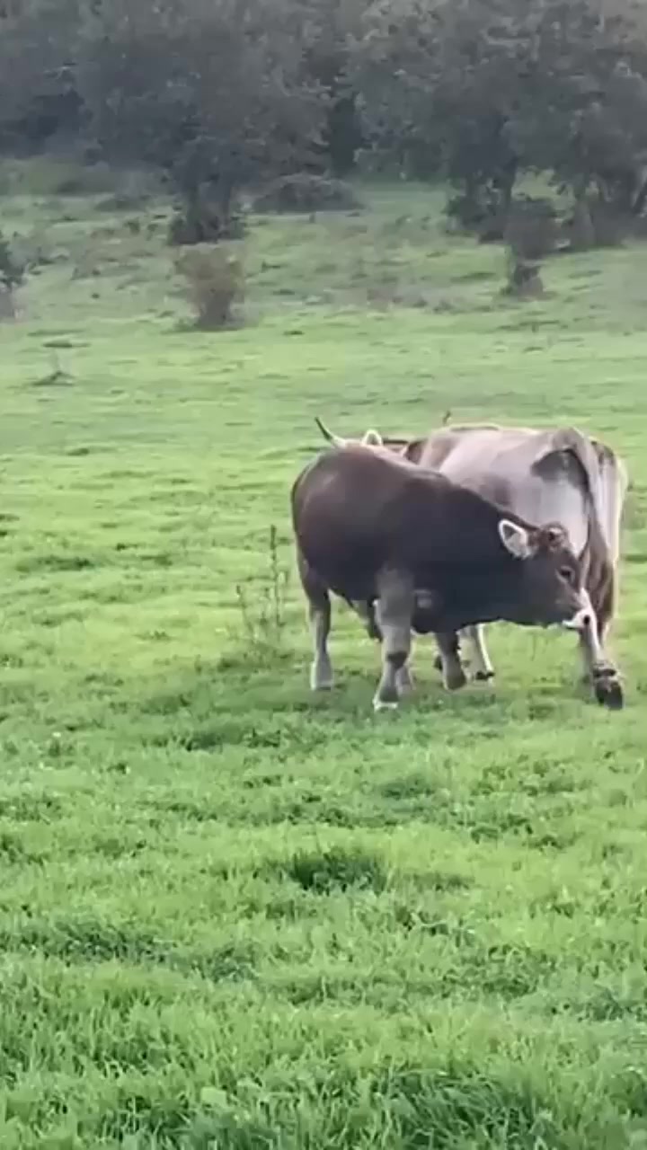 @Azizbek Mexliyev