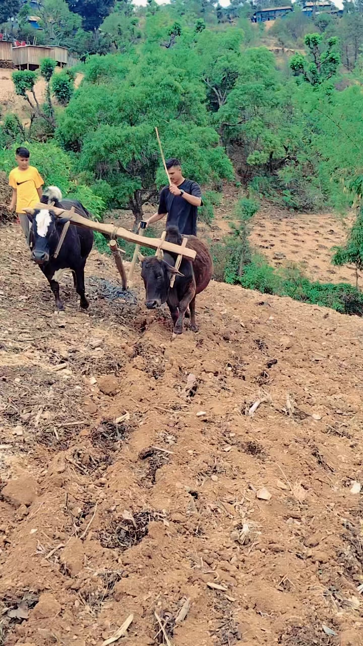 @लाहुरे(माइलो)