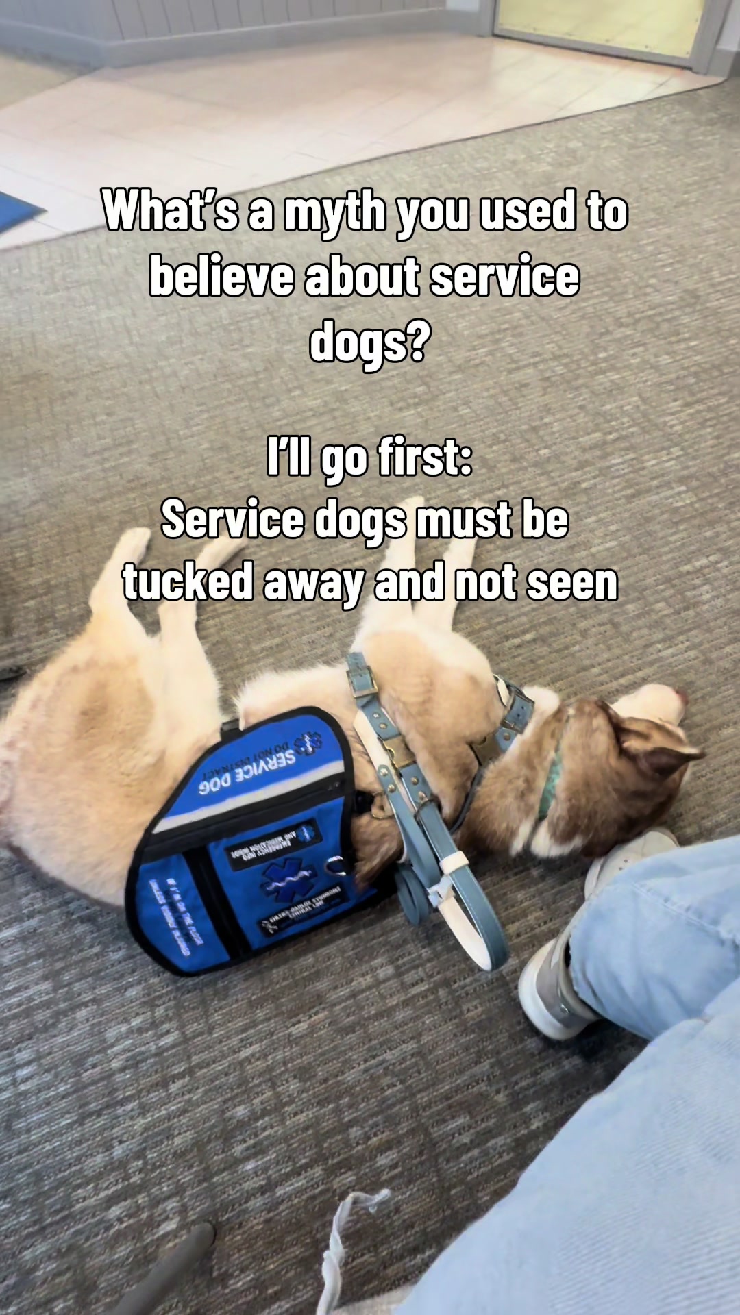 @potsiewithdogs