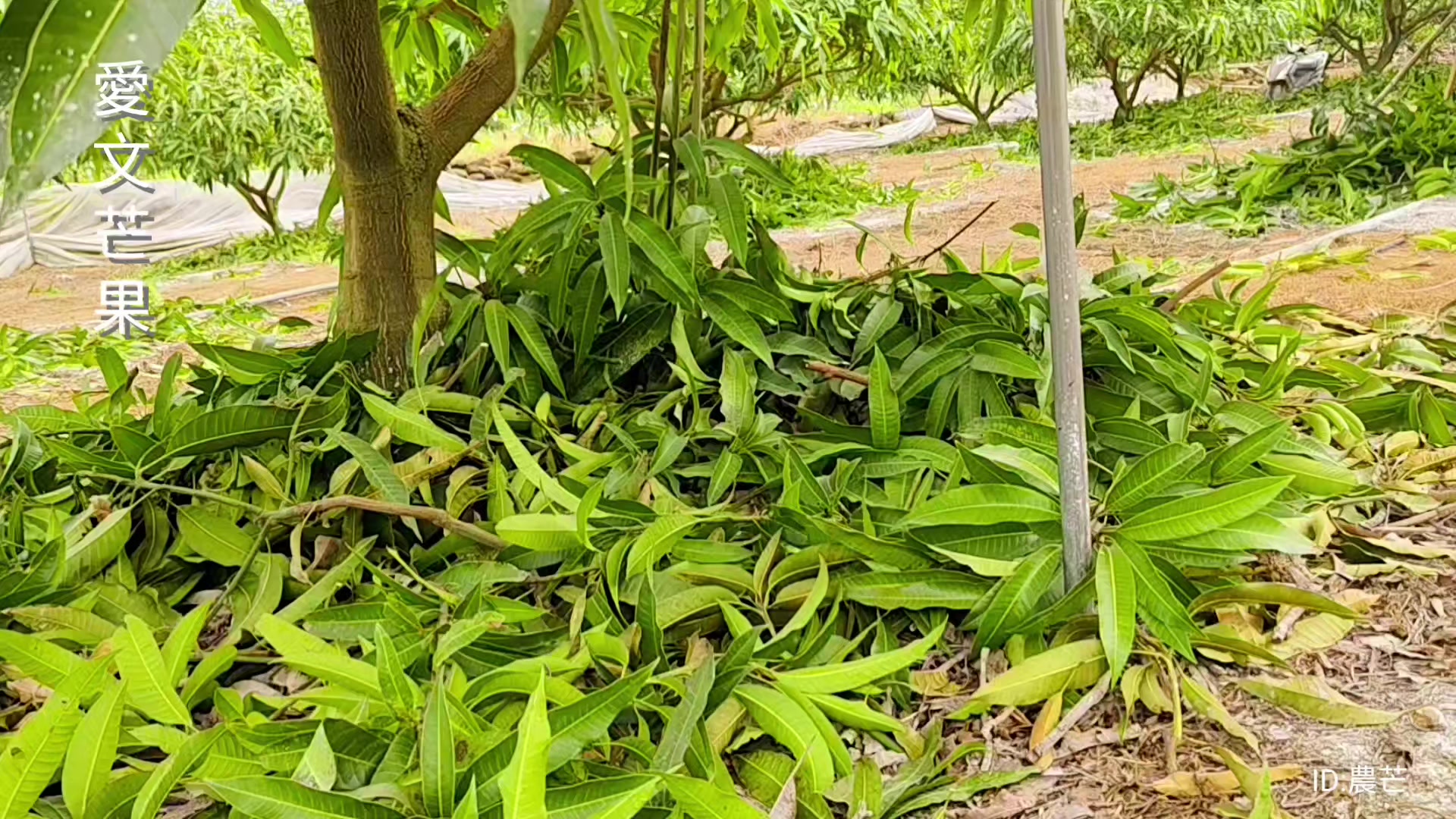 @農芒-楊沁涓