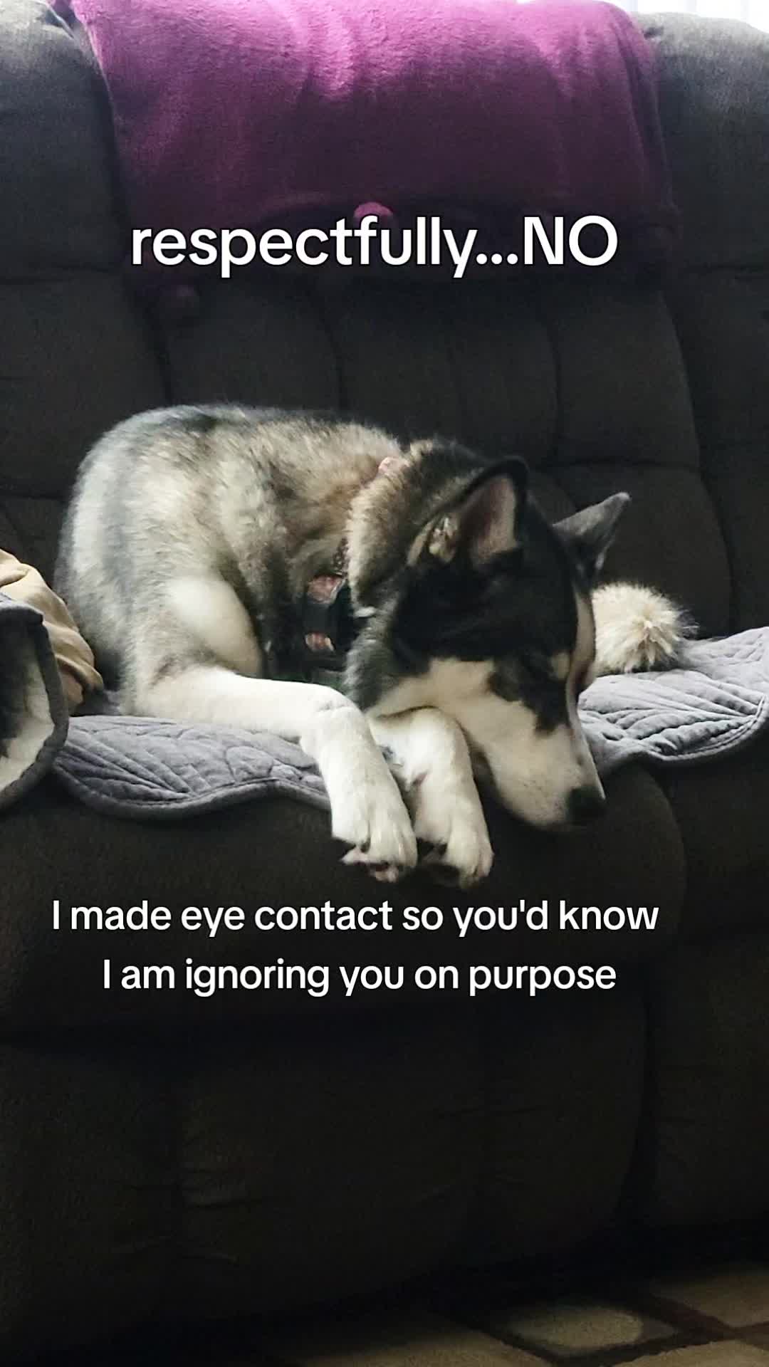 @the Hussey Husky