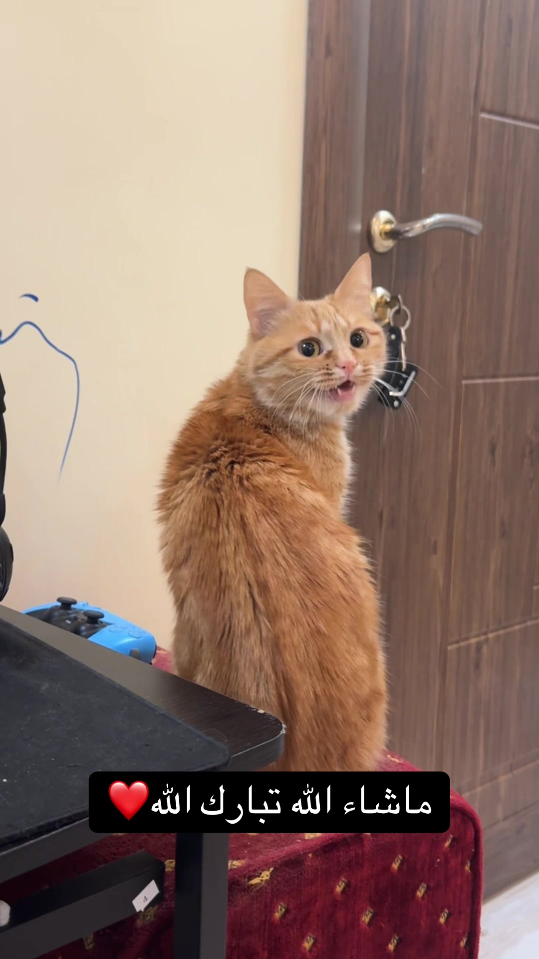 @3aslTheCat
