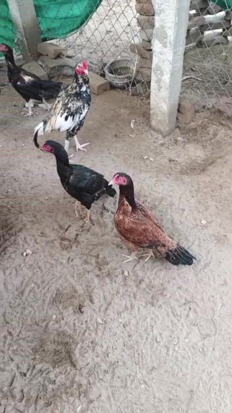 @ملک عاصم سندیلہ