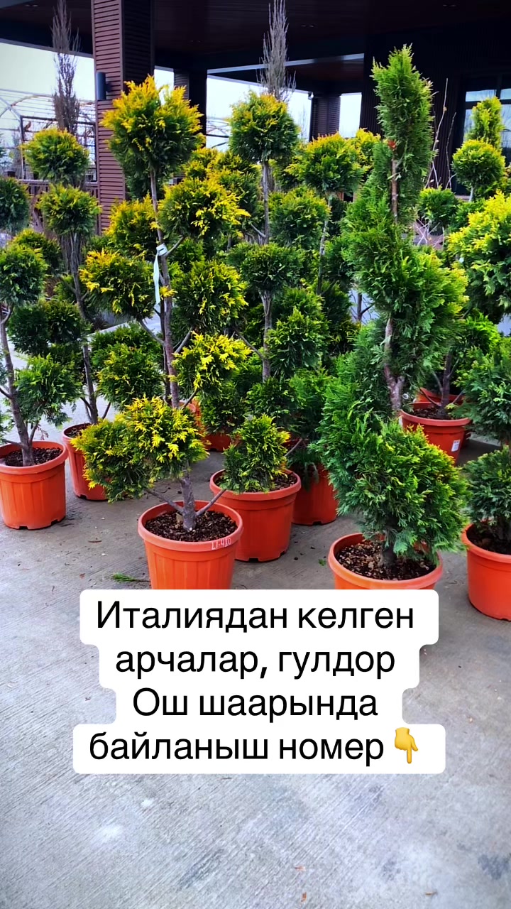 @green_osh