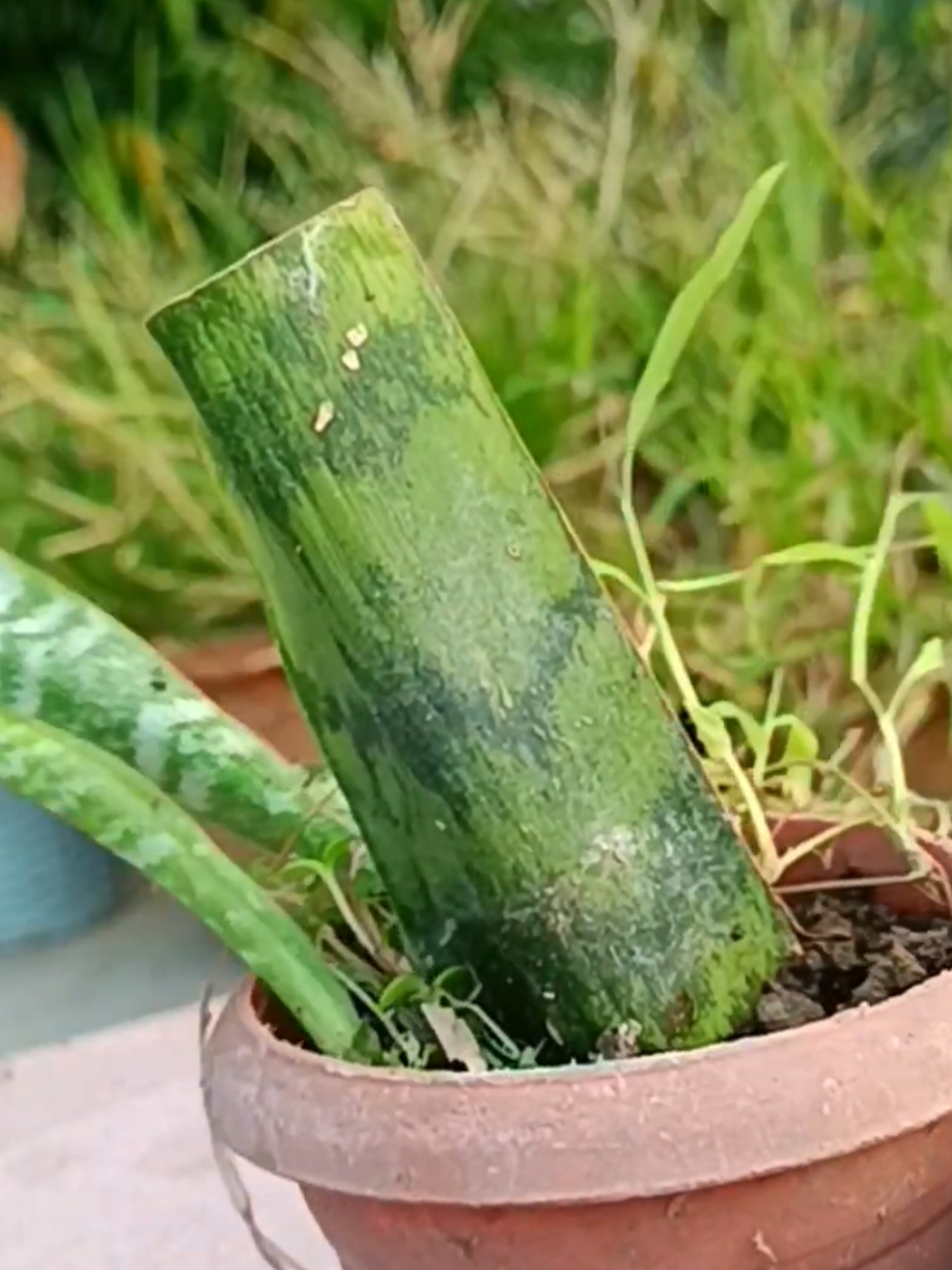 @PlantsLife