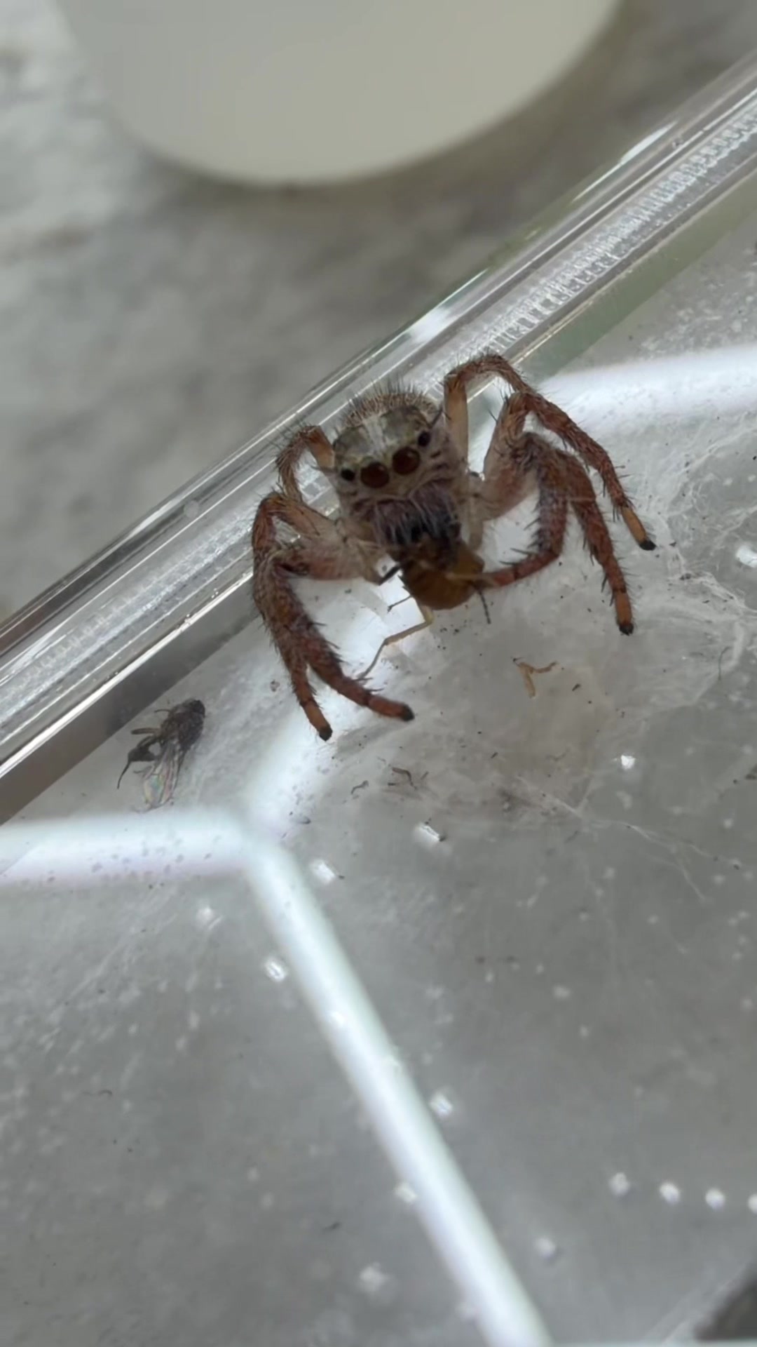 @Spider Conservatory