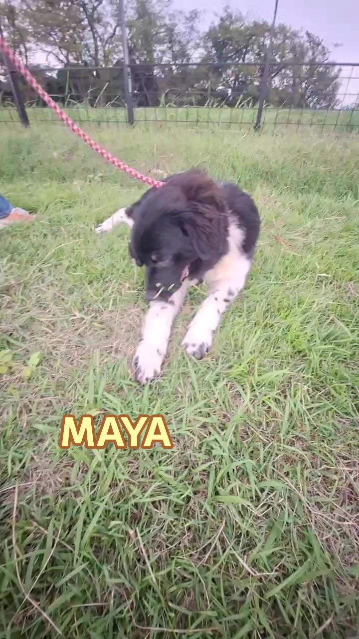 @大型犬3頭&小型老犬4頭多頭飼いの生活
