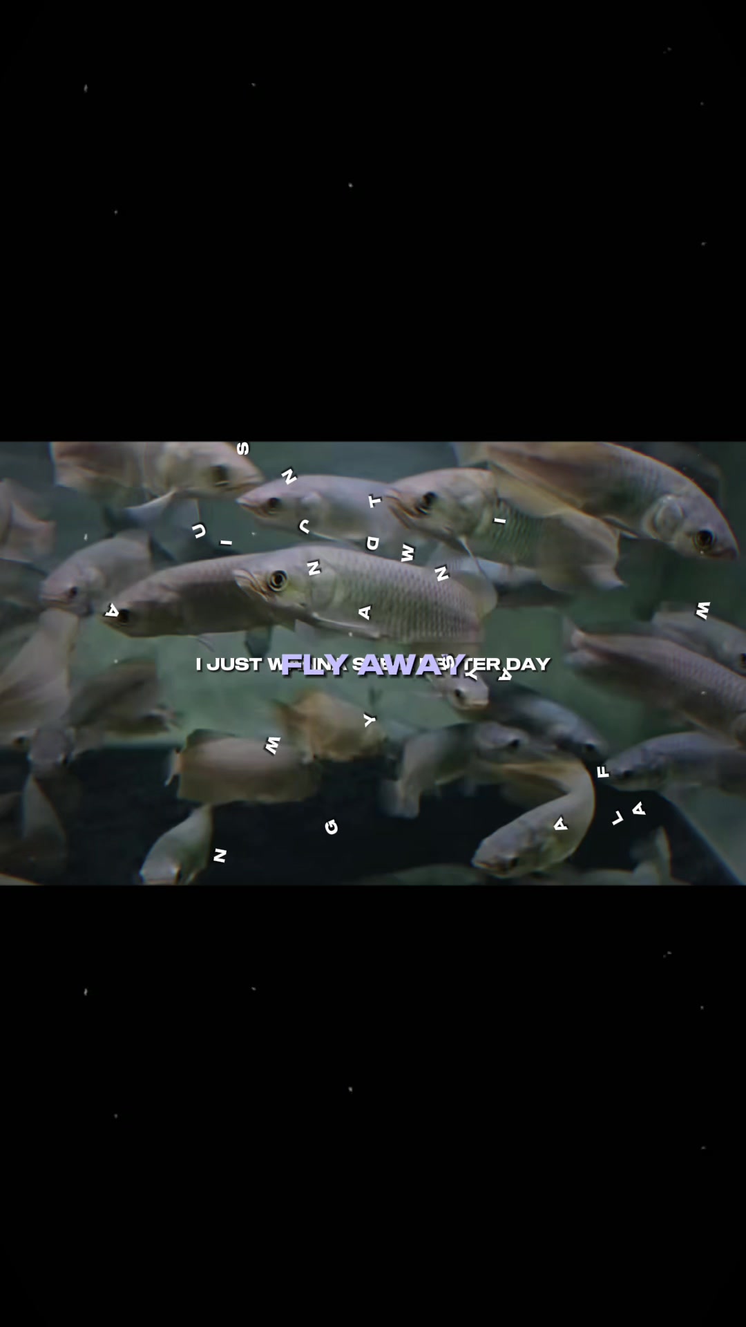 @網上看魚