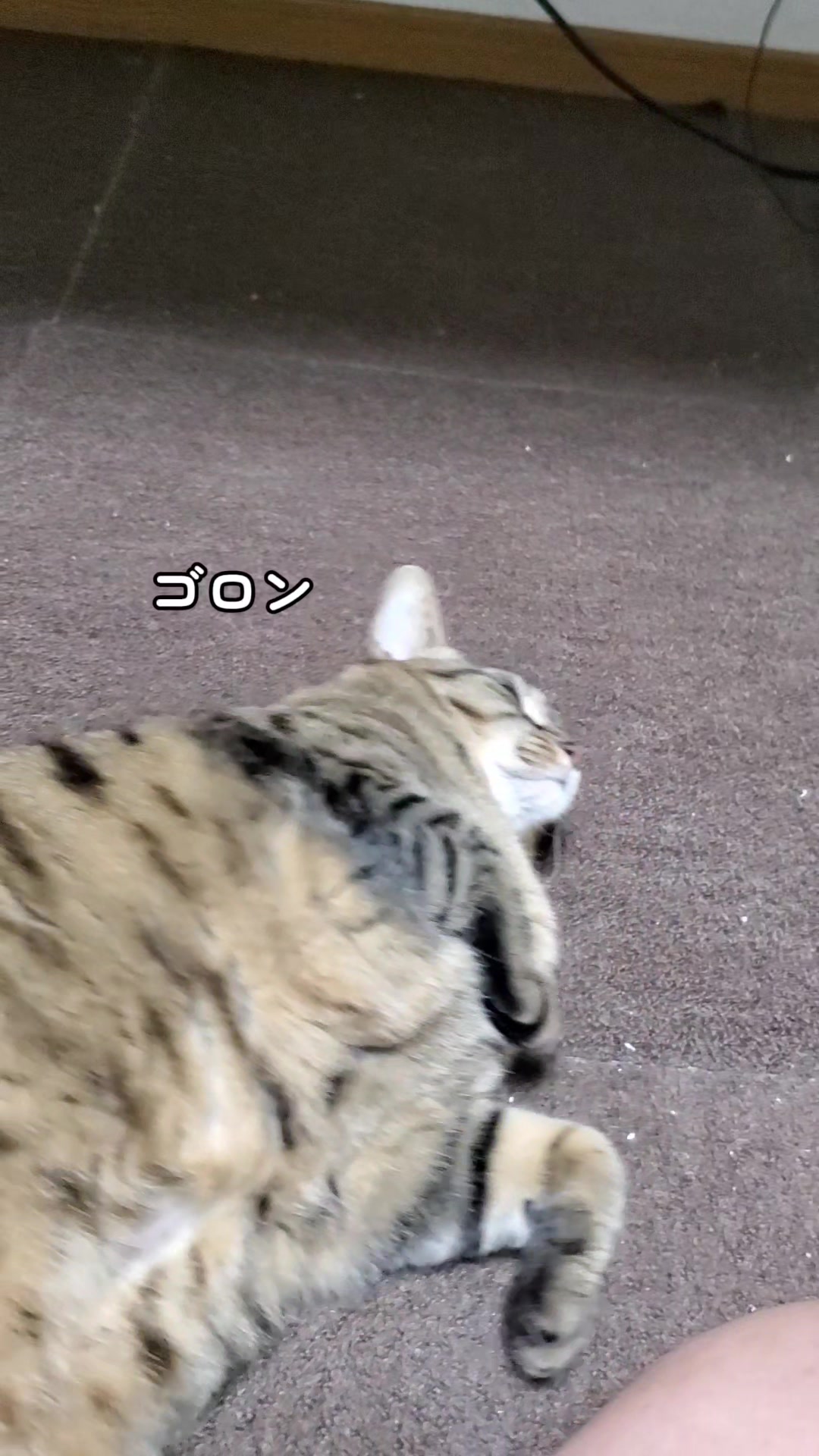 @😻kazuki😻