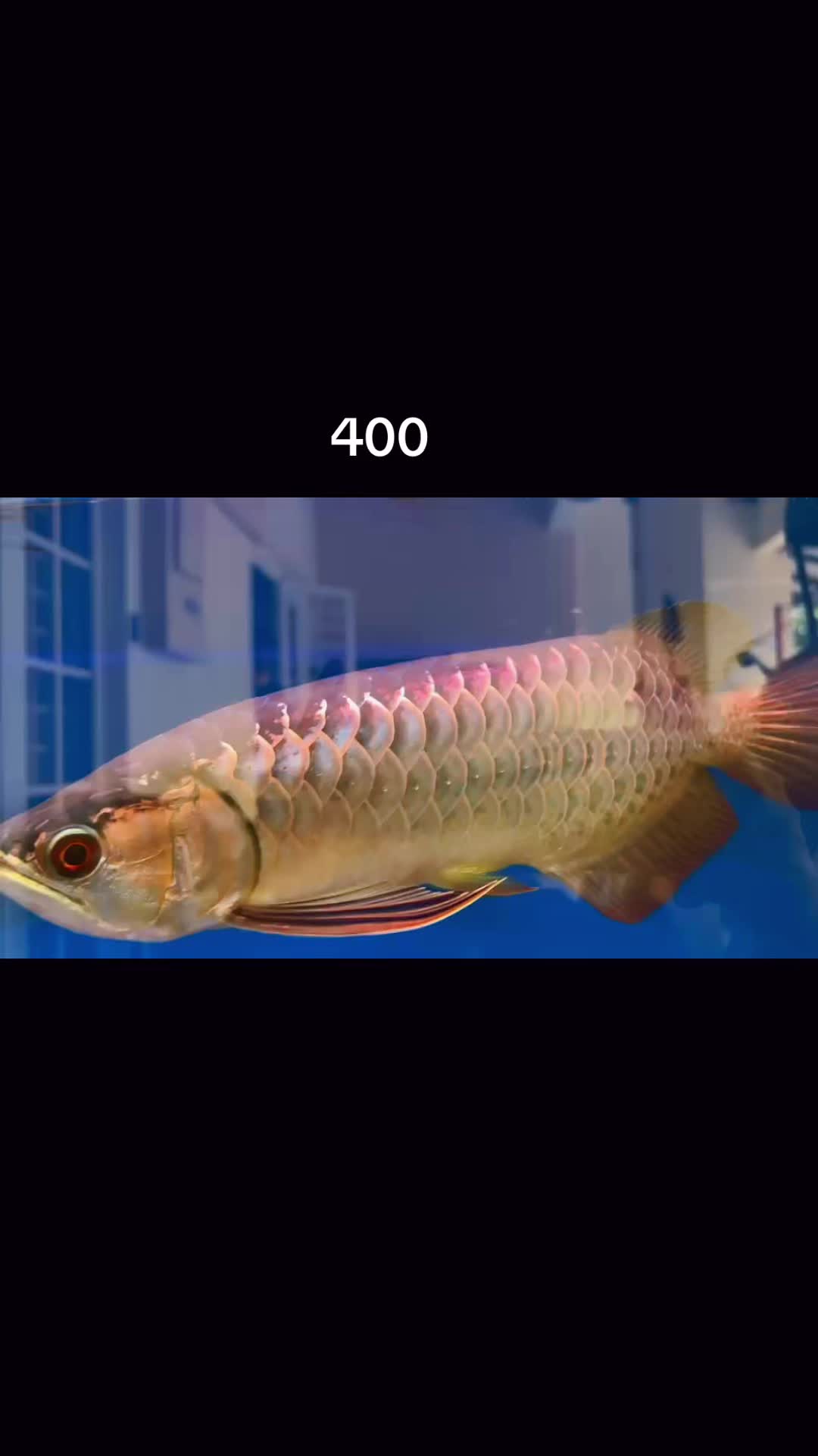 @MK AROWANA SPECIALIST