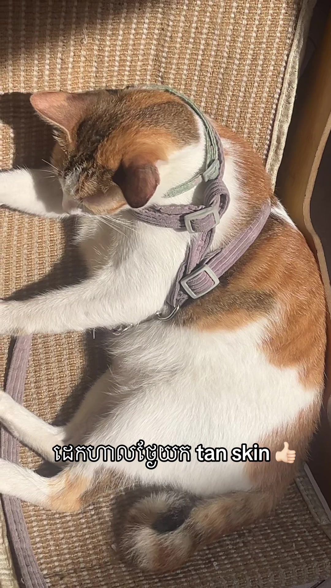 @Mew mew
