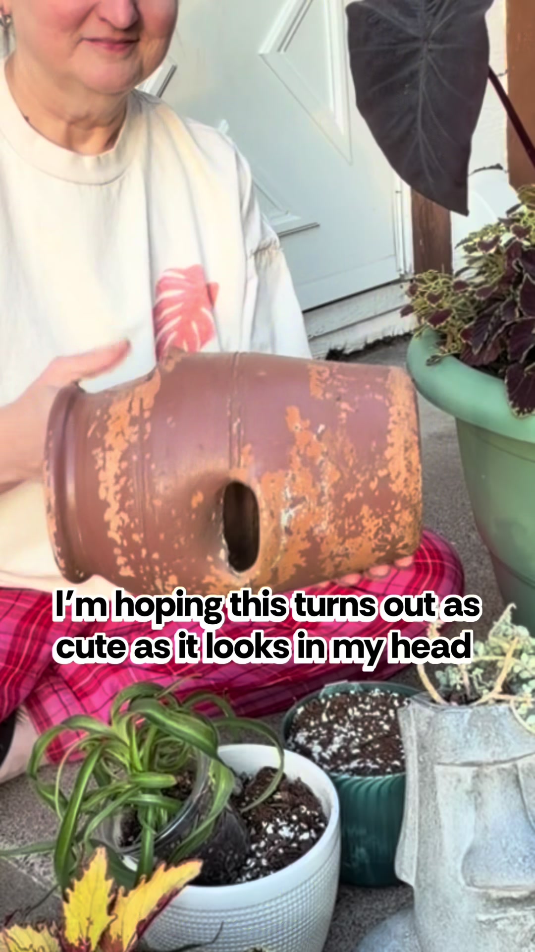 @Pothosiblyaboutplants
