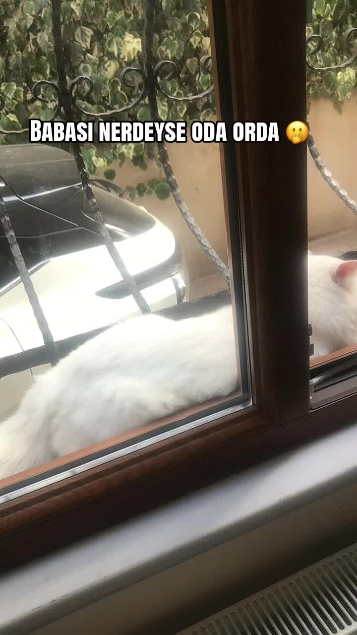 @Neşe