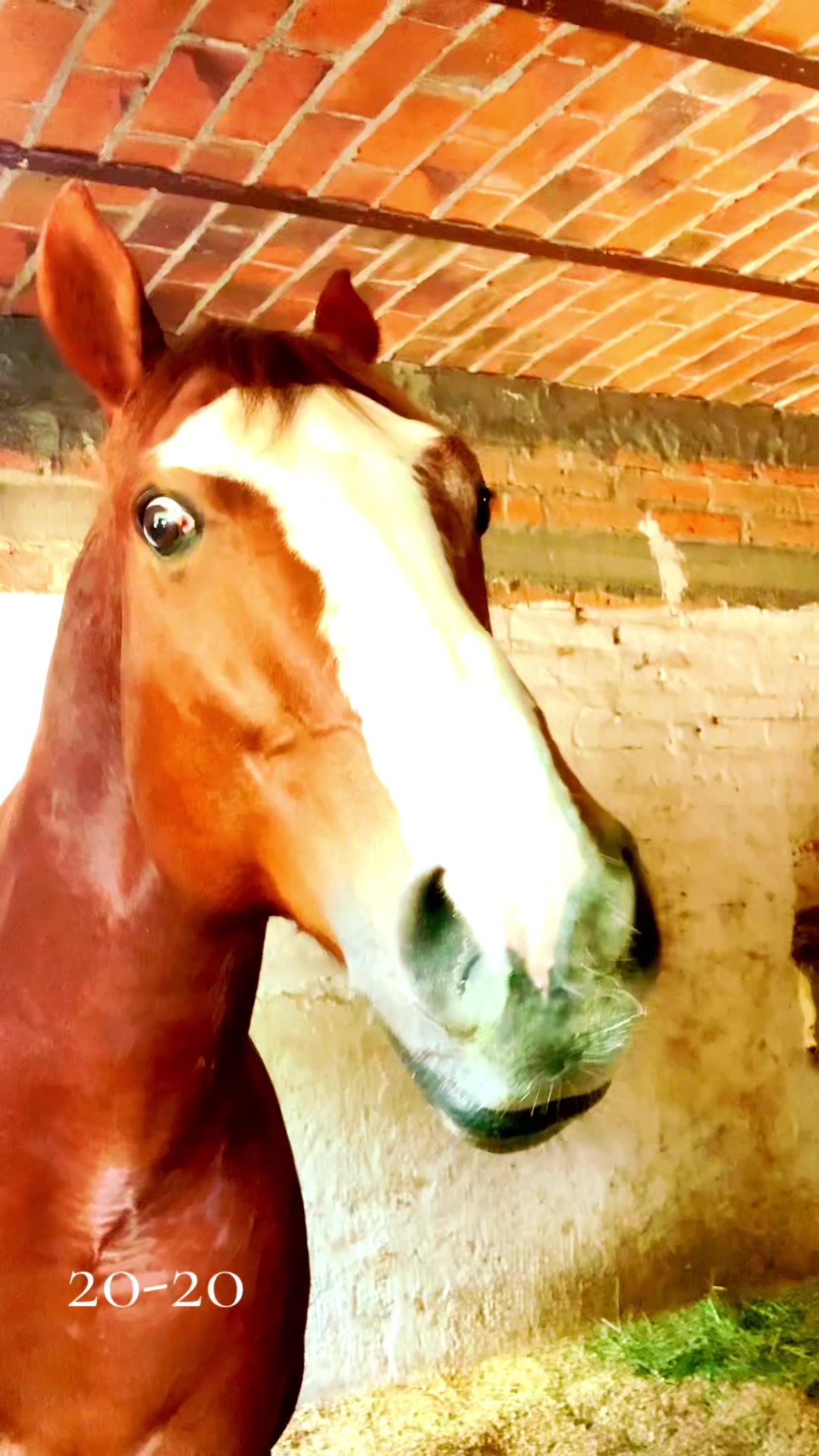 @Farriershoeshorsesnicotina🏇🔨