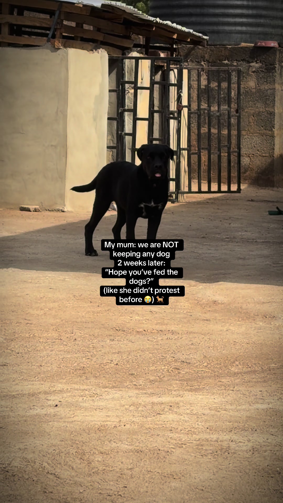 @Nala & Eshe 🦴🐶