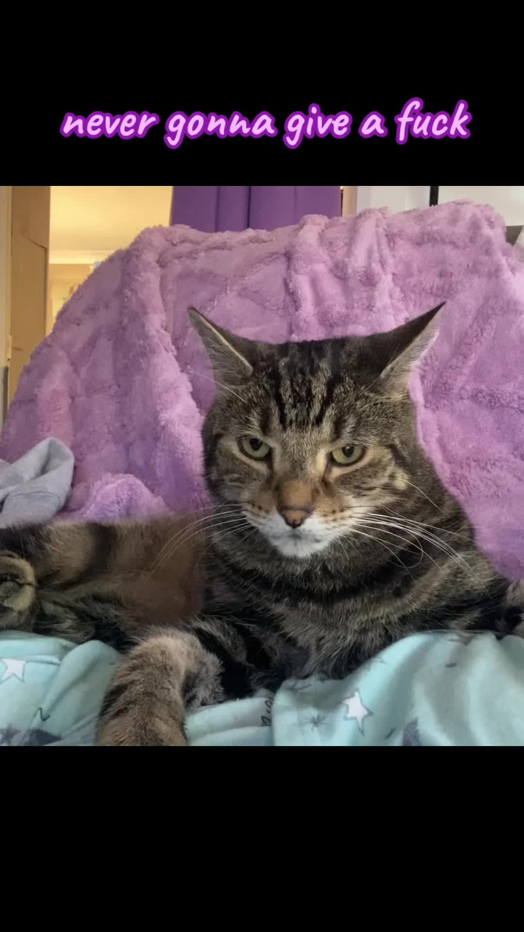 @romina_mycatfamily