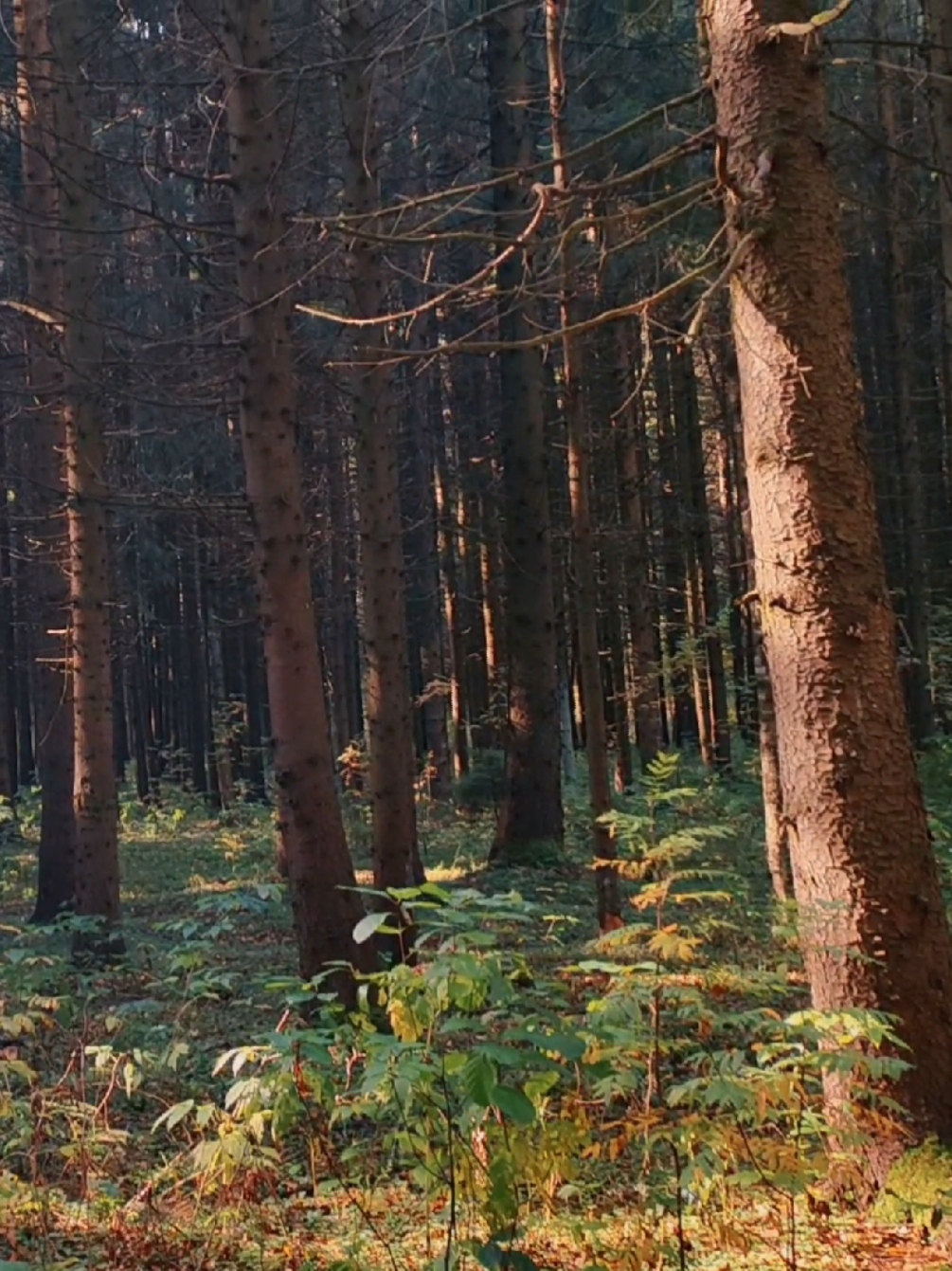 @khvoyny🌲