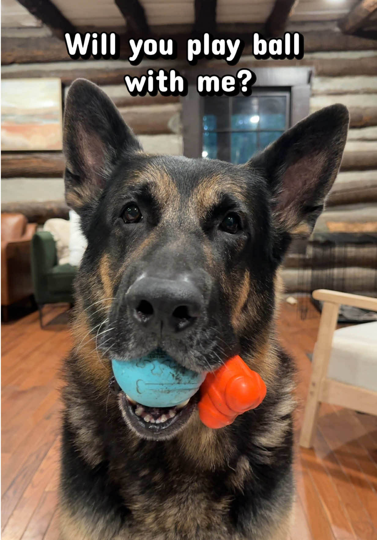 @Boris & Gator🐕 + Smokey🐈