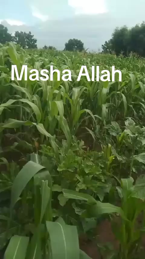 @HAMISU MABO