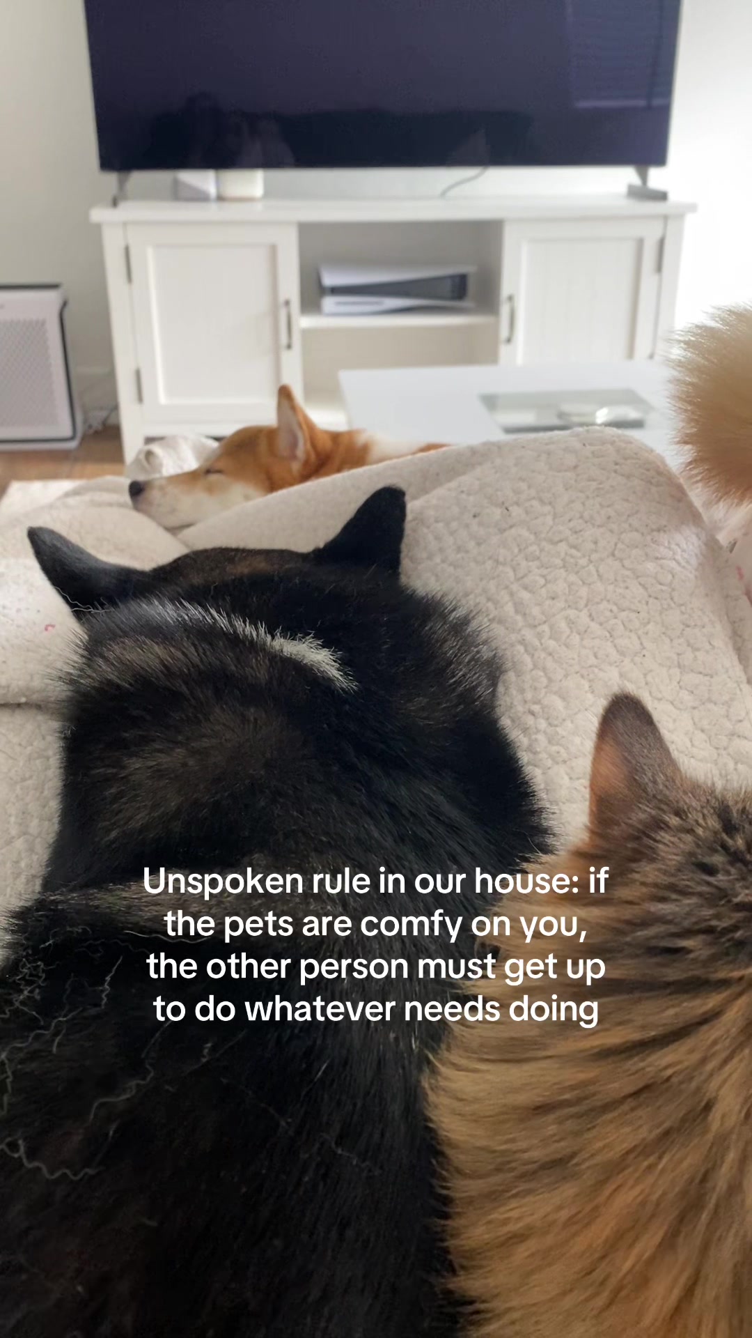 @Flock of Shibas 🐕🐕🐕