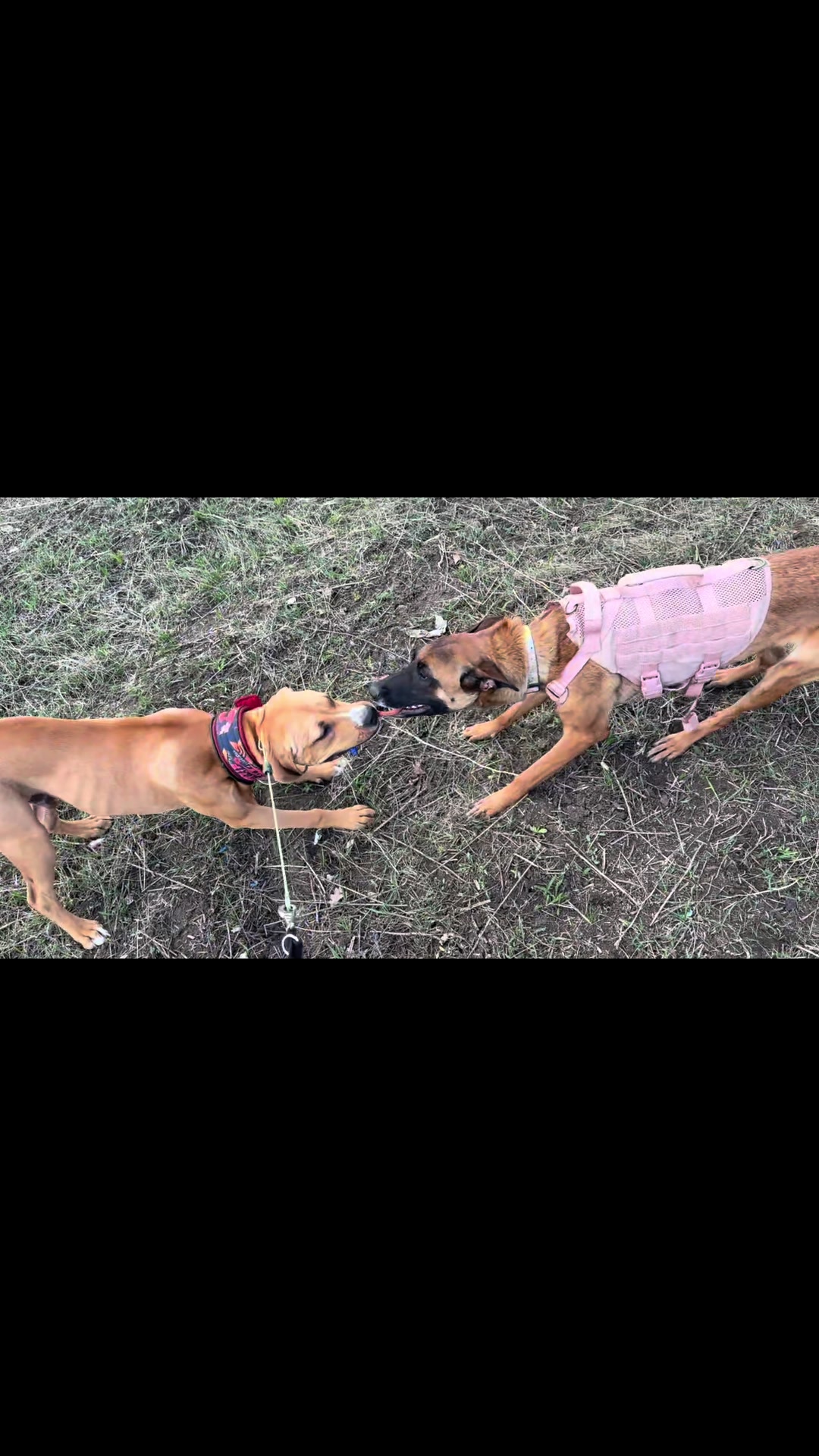@Fake pit bull