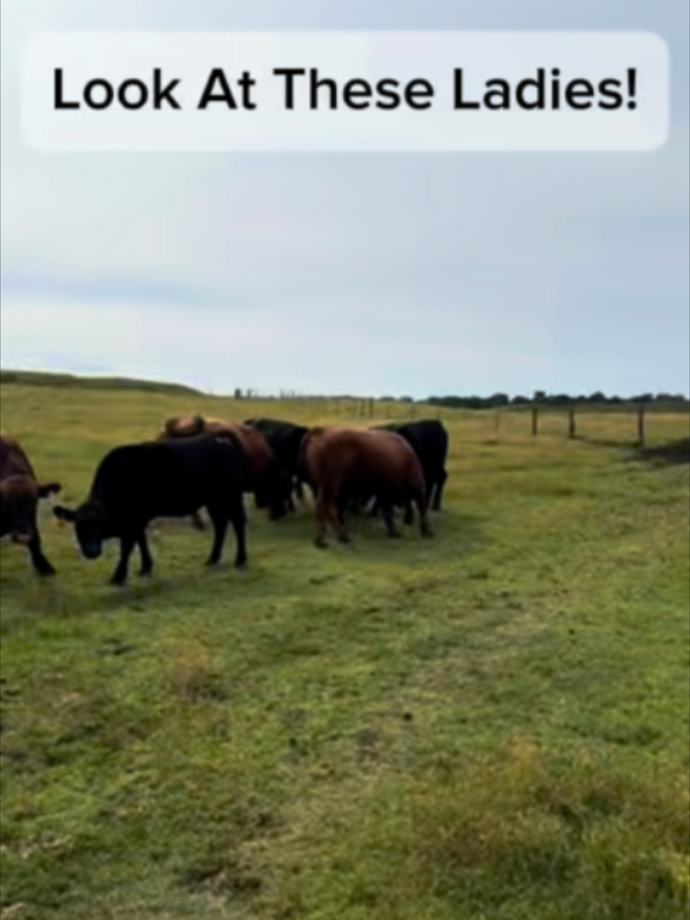 @Rutherford Land and Cattle