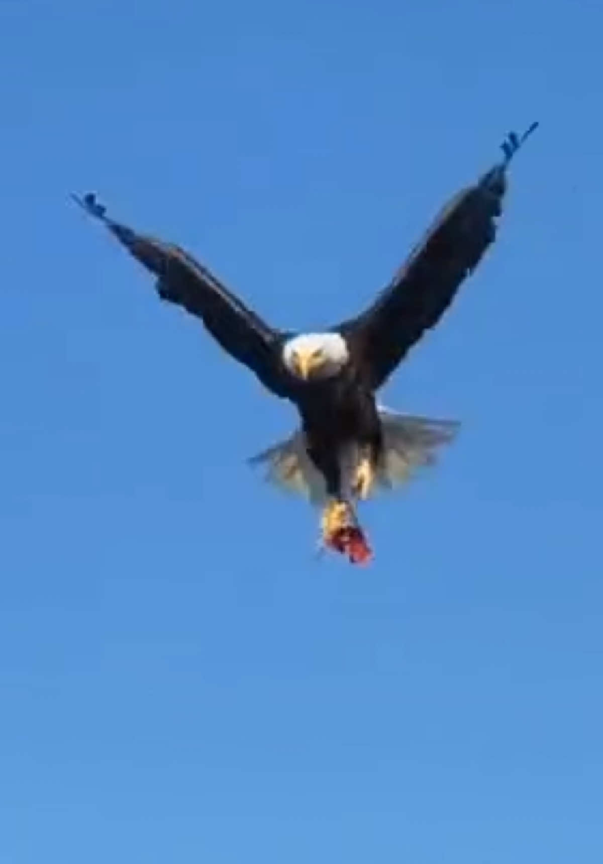@animalsgonewildd