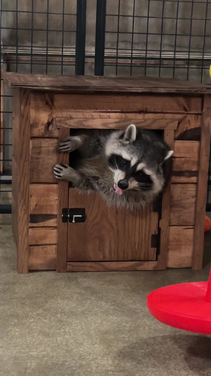 @BushBabyTheRaccoon